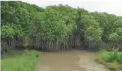  ?? ?? As per the latest India State of Forest Report 2021, the mangrove forest area in Odisha has increased by 8 sq km in a three-year period spanning from 2019-2021.