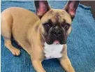  ??  ?? > Maggie the French bulldog was stolen from her garden