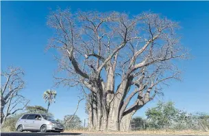  ??  ?? A car awaits tourists in the Zambezi national park near a Baobab tree.