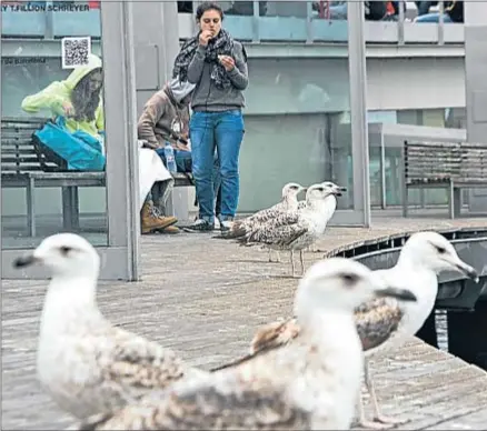  ?? ROSER VILALLONGA ?? Un grupo de gaviotas en el Port Vell de Barcelona