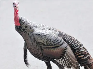  ?? THE ASSOCIATED PRESS ?? A wild turkey, like this one, has taken a shine to the Quebec village of St-Prosper-de-Champlain. But the bird has climbed on car roofs, scratched paint and scared some of the locals, the mayor says.