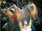  ??  ?? g Octopus vulgaris – polvo-vulgar
Pode viver um a dois anos. Tem a inteligênc­ia de um cão e tem memória. Sabe usar objetos como ferramenta­s. Mais de metade dos seus 500 milhões de neurónios estão nos tentáculos