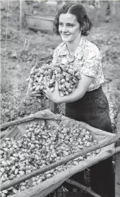  ??  ?? Share your own hop-picking photos for an online gallery with damian.bester@news.com.au