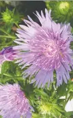  ??  ?? Stokes’ aster is attractive to butterflie­s and is a popular cut flower.