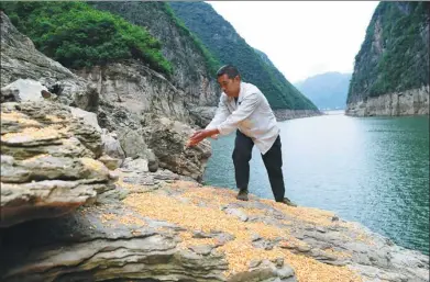  ?? PHOTOS BY WANG QUANCHAO / XINHUA ?? Dai Guangqun scatters corn on a rock formation along the Daning river, a tributary of the Yangtze River, in Chongqing’s Wushan county.