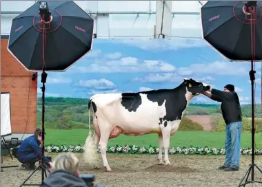  ?? CARMEN JASPERSEN / ASSOCIATED PRESS ?? A cow is posed by a photograph­er in front a screen in Verden, Germany, on Thursday. Around 200 cows are competing in 18 categories in Saxony’s 44th annual ‘Show of the Best’ event.