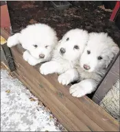  ?? CONTRIBUTE­D ?? Three Abruzzo sheepdog puppies stay close to each other at the Hotel Rigopiano in central Italy a day before an avalanche buried the hotel. Finding the dogs lifted the spirits of rescuers still seeking 22 people.