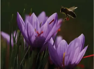  ??  ?? (Right) A bee approaches a saffron flower at one of Molineta saffron company plots, in Minaya.