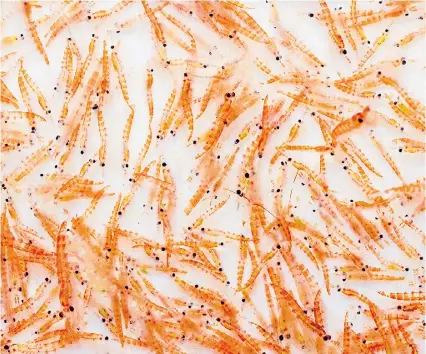  ??  ?? NET GAIN: Antarctic Krill caught during a scientific expedition and destined to be used as a diet supplement