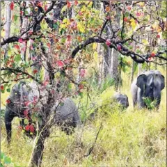  ?? MONDULKIRI ENVIRONMEN­T DEPARTMENT ?? The herd of elephants caught by camera traps at the Sre Pok Wildlife Sanctuary in Mondulkiri province.