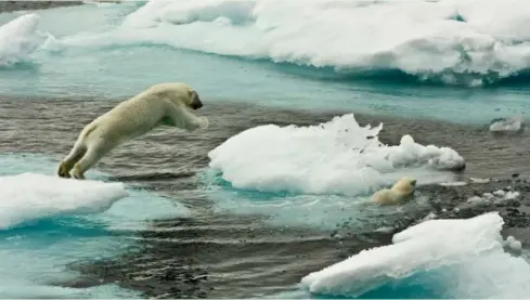  ??  ?? A polar bear in the melting Arctic