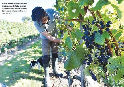  ??  ?? A WINE MAKER of the cooperativ­e des Vignerons de Tutiac harvests grapes in a vineyard in Blaye near Bordeaux, southweste­rn France on Sept. 20, 2017.