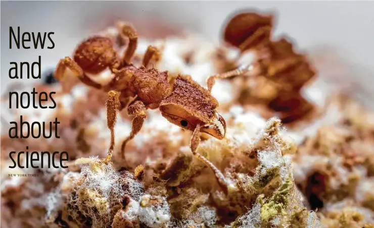  ?? Don Parsons / Courtesy ?? A fungus-farming ant is covered in white symbiotic bacteria, which the ant relies on to produce antibiotic­s to protect its garden from a parasitic fungus. Amber specimens indicate that fungus-farming ants have been cooperatin­g with antimicrob­ial bacteria for tens of millions of years.