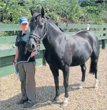  ??  ?? New addition: Riding for Disabled horse Tonka with senior coach Laura Rutten.