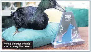  ??  ?? Ronnie the duck with his special recognitio­n award