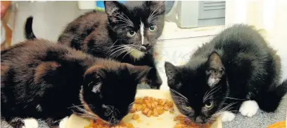  ??  ?? ●●These kittens at Rochdale Cats Protection were looking for a new home after being discovered sheltering from heavy rain