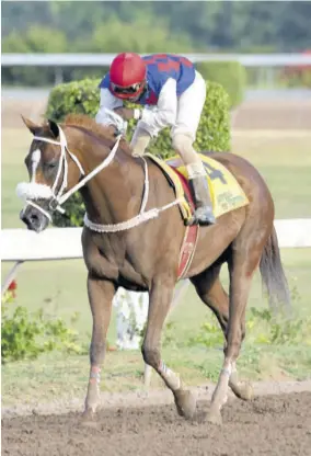  ?? (Photo: Observer file) ?? Will In Charge (Robert Halledeen) should run well on his seasonal debut.