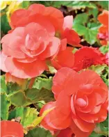  ??  ?? Begonias: Contain little nectar to eat