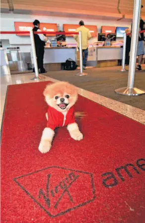  ?? Virgin America ?? Boo is a star on the red carpet — in this case, one belonging to Virgin America, where he is the official pet liaison — as well as in his books, right.