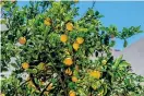  ?? ?? Citroner färdiga att plockas på Samos, som är känt för sina många odlingar.