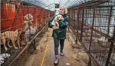  ??  ?? Rescue: Wendy Higgins from charity HSI takes Robin from dog meat farm in South Korea