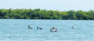  ??  ?? Brown pelicans in a lagoon near the Port Royal Mangroves.