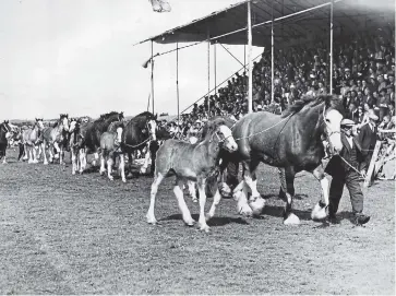  ??  ?? A grand parade at an agricultur­al show many years ago.