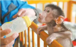  ??  ?? A caretaker feeds milk to a baby hamadryas baboon. — Ti Gong