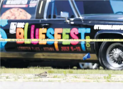  ?? JUSTIN TANG / THE CANADIAN PRESS ?? A nesting killdeer bird on a cobbleston­e path on the site of the Ottawa Bluesfest on Monday.