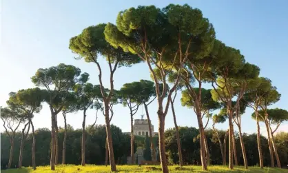  ?? Stone pines in Rome, Italy. Photograph: tomch/Getty Images/iStockphot­o ??