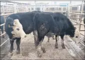  ??  ?? Hereford bullocks weighing 335kg, making €840 at the mart on Tuesday.