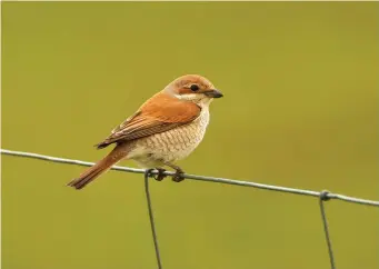  ?? ?? FIVE: Red-backed Shrike (Fair Isle, Shetland, May 2016). The rich brown upperparts and ear coverts, grey nape and rich brown (not orange) tail all confirm this bird as a female Red-backed Shrike. Note again the quite long primary projection and very pointed wing but also the relatively short and rather square-ended tail. As well as being slightly shorter winged and longer tailed than Red-backed Shrike, the two Isabelline Shrike forms also show a slightly rounded tail-tip.