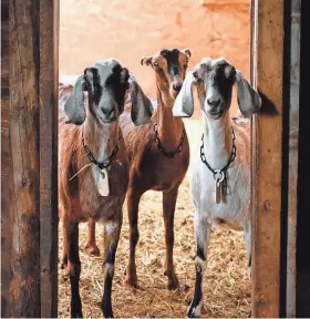  ?? DOOR COUNTY CREAMERY ?? Three milking does at the Johnsons' farm peer out at a visitor.