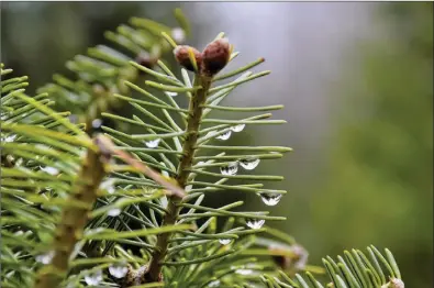  ?? ?? Wet weather didn’t keep the Naturalist from taking to the woods to look for the a perfect Christmas evergreen to adorn the ridge.