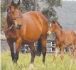  ??  ?? Dundeel as a foal with his mother Miss Finland.