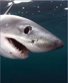  ??  ?? The Porbeagle is a shark on the verge of extinction in Irish waters.