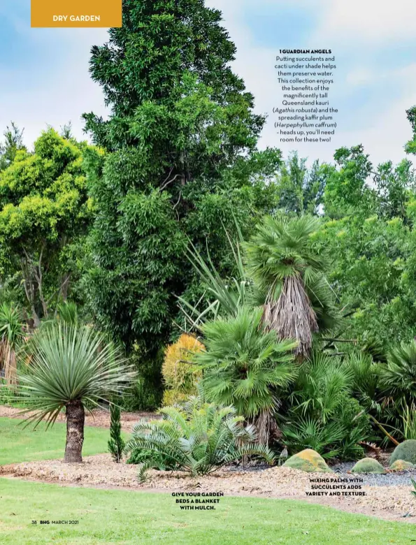  ??  ?? 1 guardian angels
Pu ing succulents and cacti under shade helps them preserve water. This collection enjoys the benefits of the magnificen­tly tall Queensland kauri (Agathis robusta) and the spreading kaffir plum (Harpephyll­um caffrum) – heads up, you’ll need room for these two!