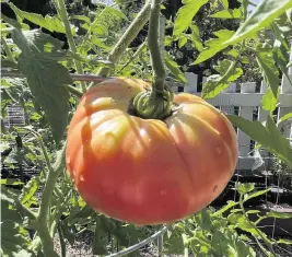  ?? Courtesy of Johnson County Extension ?? Tomatoes require a healthy root system to thrive.