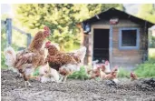  ?? FOTO: DPA ?? Wer einen eigenen Garten hat, darf auch Hühner besitzen.