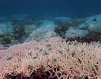  ?? AFP/VNA Photo ?? A new report on Australia's Great Barrier Reef shows 654 of 719 reefs surveyed were affected by bleaching over a summer heatwave.