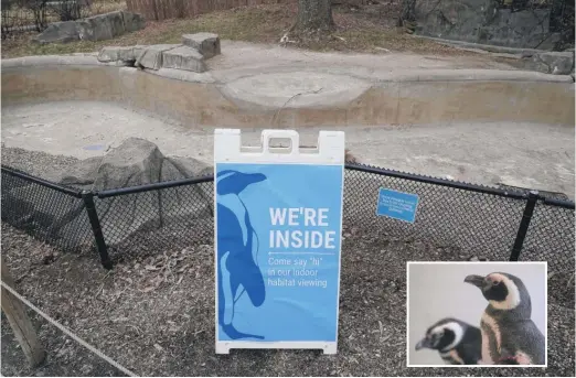  ?? CHARLIE NEIBERGALL/AP PHOTOS ?? A sign near a Magellan penguin outdoor viewing area, and Magellan penguins (inset), at the Blank Park Zoo last week in Des Moines, Iowa.