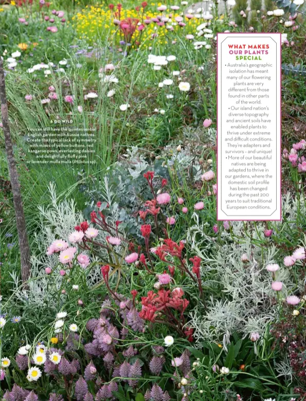  ??  ?? 6 GO WILD
You can still have the quintessen­tial English garden with Aussie natives. Create the typical lack of symmetry with mixes of yellow bu ons, red kangaroo paws, everlastin­g daisies and delightful­ly fluffy pink or lavender mulla mulla (Ptilotus sp).