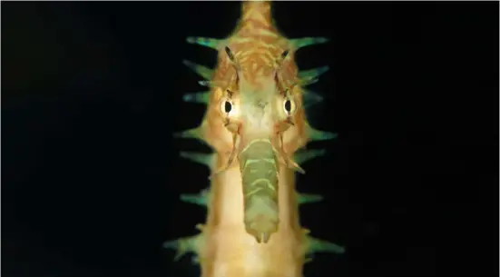  ??  ?? BELOW: The thorny seahorse is caught in targeted fisheries and as by-catch, both principal contributo­rs to steadily falling numbers (ADEX VOO 2016 Macro Photo of the Year finalist – Seahorse) by: Lilian KohWHENJul­y 2015WHEREM­anado, IndonesiaH­OW Canon PowerShot G15, (f/8, 1/80s, ISO 80)