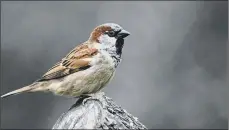  ??  ?? Ecologist Chris D Thomas pictured on his travels, main image. Inset above, the house sparrow, a species which thrived on the spread of urban life.