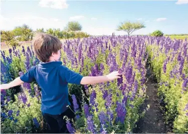  ?? STEVE RAWLS ?? Bluebonnet­s at Wildseed Farm in Fredericks­burg, Texas.