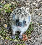  ?? ?? Huch, was ist denn das? Dieser kleine Igel betrachtet die Kamera von Walter Loos in Illertisse­n (Landkreis Neu‰Ulm) ganz gespannt.