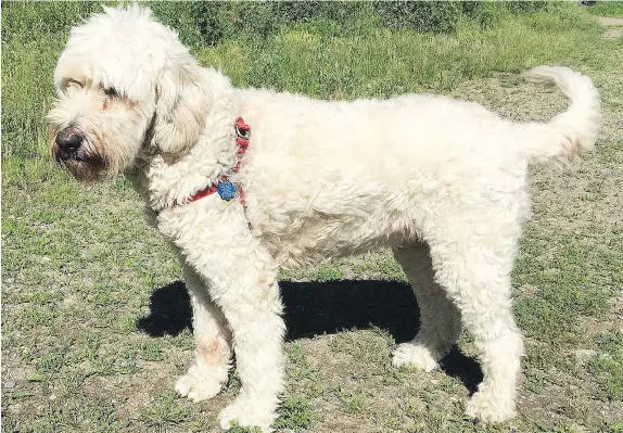  ?? — PHOTOS: DARWIN’S DOGS ?? Hubble may look like a Wheaten terrier, but he’s a male poodle-golden retriever hybrid known as a ‘goldendood­le,’ plus some other breeds. He is part of a study on the genetics of canine behaviour.