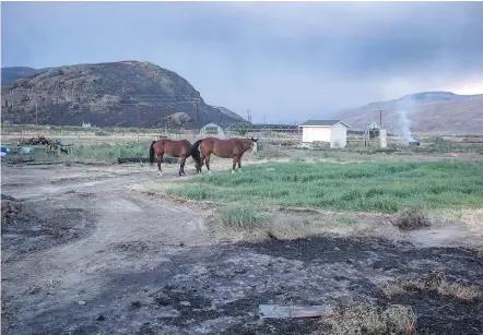  ?? — THE CANADIAN PRESS FILES ?? Horses that survived a wildfire stand outside a neighbouri­ng home to feed after numerous homes were destroyed by fire on the Ashcroft First Nation, near Ashcroft on July 9. Ranchers in the centre of B.C.’s cattle country are facing significan­t losses...