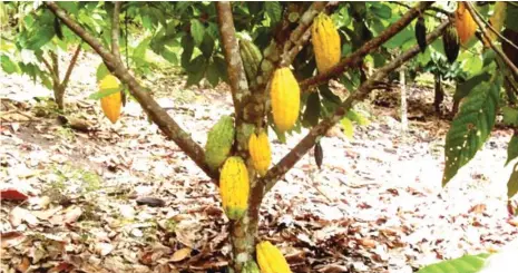  ??  ?? A cocoa tree with pods