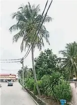  ??  ?? ▲高聳的椰樹就位於大路­旁，也靠近電線，令民眾感到擔心。